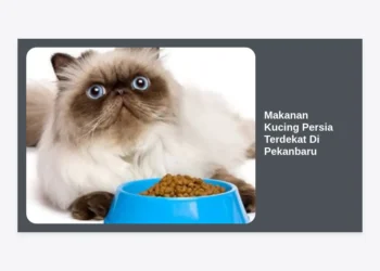 Makanan Kucing Persia Terdekat Di Pekanbaru: Panduan Lengkap & Rekomendasi Toko Terbaik